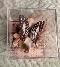 Image 1 of Deer Vertebrae & Zebra Swallowtail 
