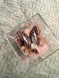 Image 2 of Deer Vertebrae & Zebra Swallowtail 