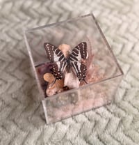 Image 6 of Deer Vertebrae & Zebra Swallowtail 