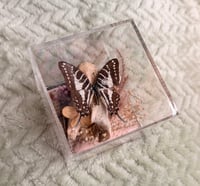 Image 7 of Deer Vertebrae & Zebra Swallowtail 