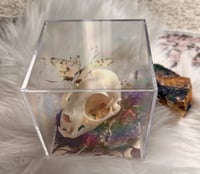 Image 2 of Custom Kitty Skull