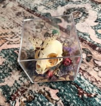 Image 4 of Custom Kitty Skull