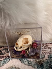 Image 5 of Custom Kitty Skull