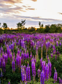 Image 2 of Lupine Mini - Retainer Only