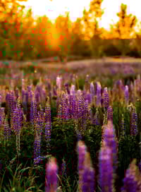 Image 1 of Lupine Mini - Retainer Only