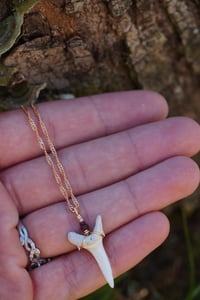 Image 2 of PEARL- shark tooth necklace