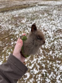 Image 1 of Lil baby lionshead rabbit taxidermy mount 
