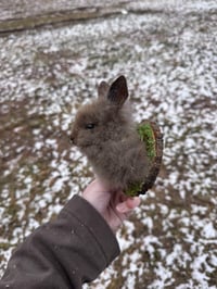Image 2 of Lil baby lionshead rabbit taxidermy mount 