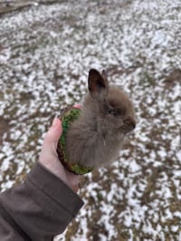 Image 3 of Lil baby lionshead rabbit taxidermy mount 