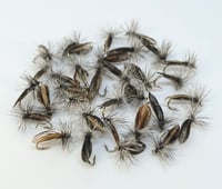 Little Black Stonefly