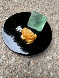 Image 7 of Golden toad 