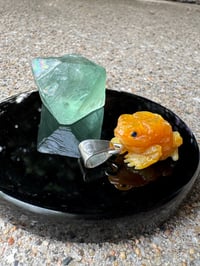 Image 12 of Golden toad 