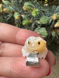 Image 4 of White toad 