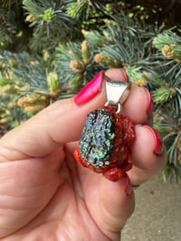 Image 12 of Abalone and coral toad