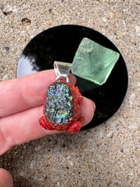 Image 3 of Abalone and coral toad