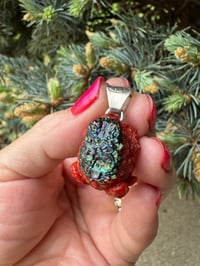 Image 14 of Abalone and coral toad