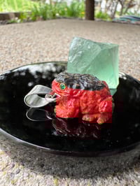 Image 1 of Abalone and coral toad