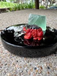 Image 11 of Abalone and coral toad