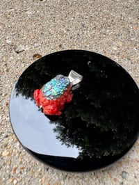 Image 15 of Abalone and coral toad