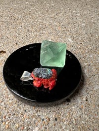 Image 16 of Abalone and coral toad