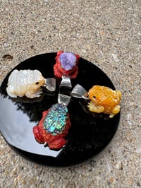 Image 20 of Abalone and coral toad