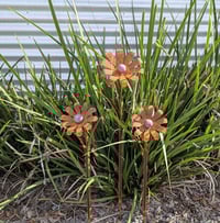 Image 2 of Everlasting Flower Posy | Rusty Daisy