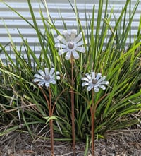 Image 2 of Everlasting Flower Posy | Galvanised Daisy