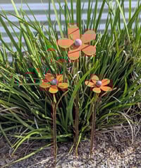 Image 2 of Everlasting Flower Posy | Rusty Buttercup