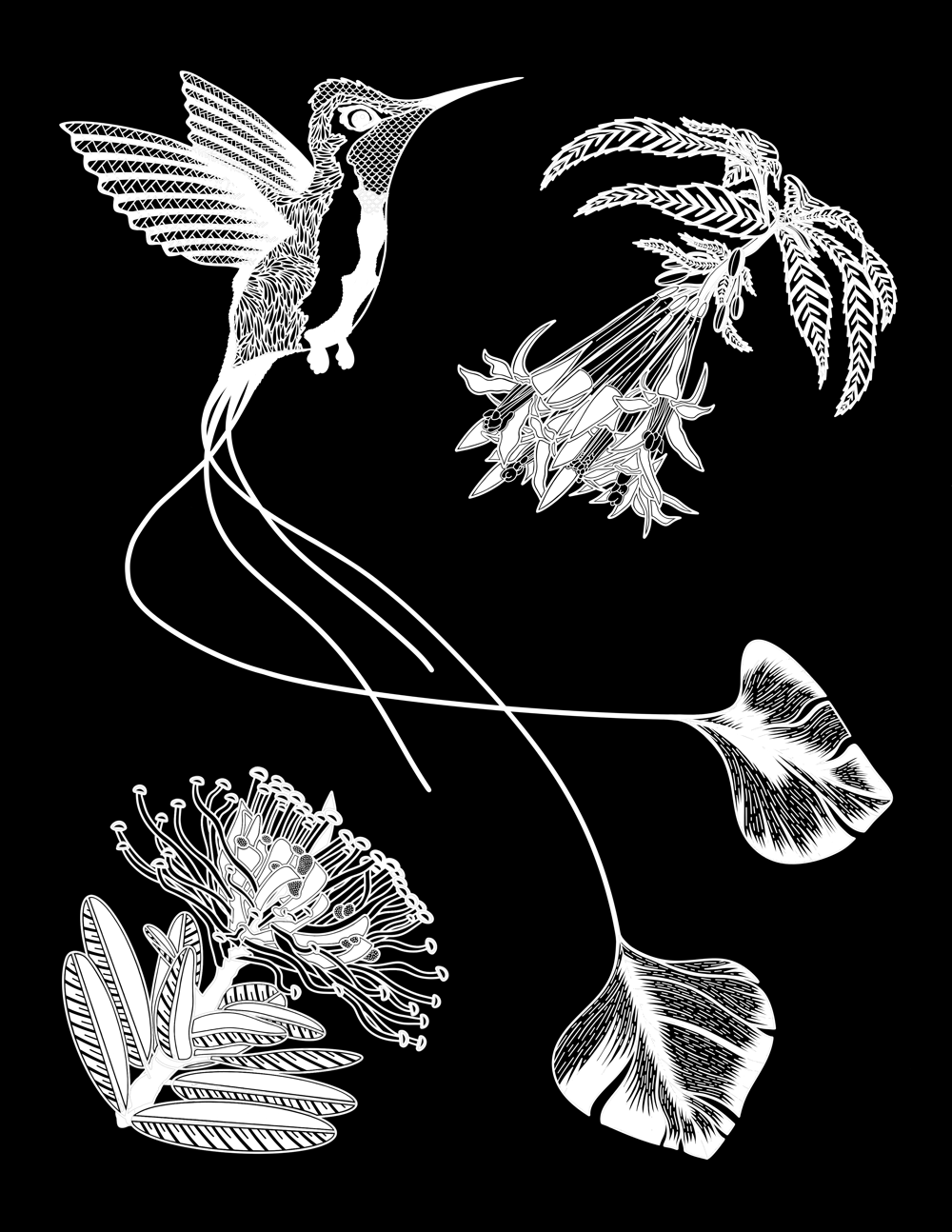 Image of Marvelous Spatuletail (white or black)