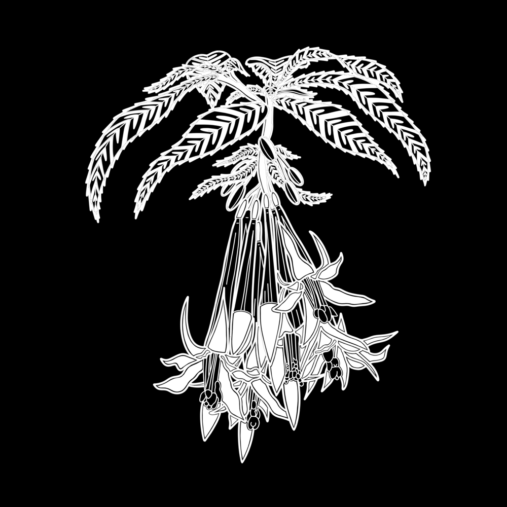 Image of Fuchsia Boliviana (white or black)