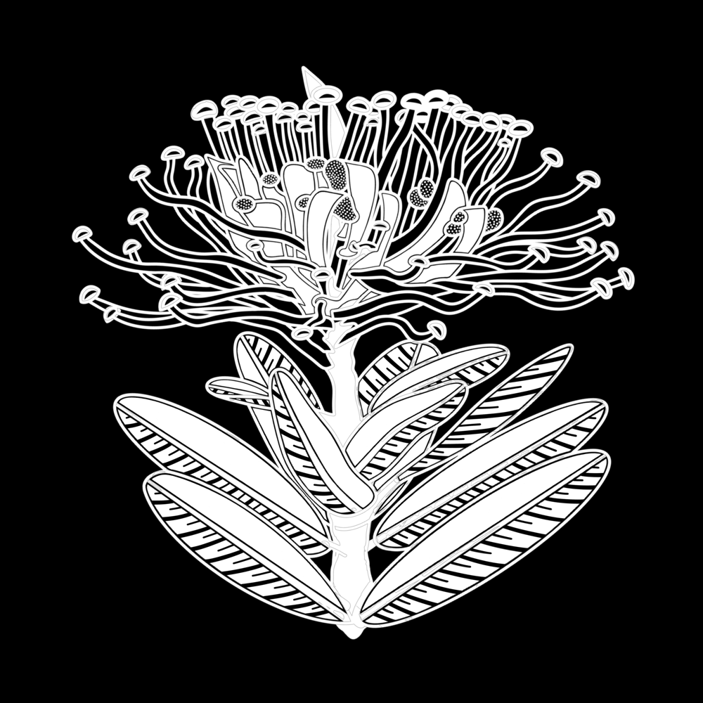 Image of Oreocallis Grandiflora (white or black)