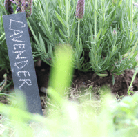 Image 1 of Potager Slate Plant Labels - Set of 6