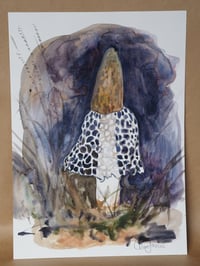 Skirted Fungi (stinkhorn)