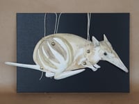 Eastern Barred Bandicoot