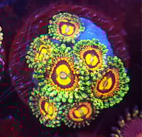 Rainbow Incinerator Zoas