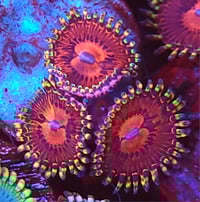 SBB Aphrodite Zoas