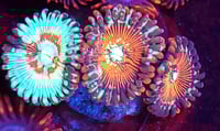 White Zombie/ Seduction trio Zoas