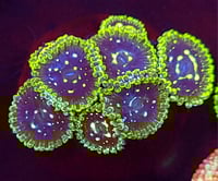 Image 1 of Exosphere Zoas