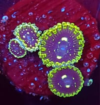 Image 2 of Exosphere Zoas