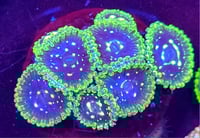 Image 3 of Exosphere Zoas