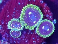 Image 4 of Exosphere Zoas