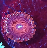 Red People Eater Zoa