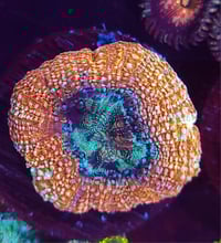 BSA Rainbow Flip Bowerbanki