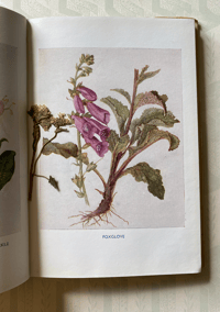 Image 3 of Children's book of Wild Flowers