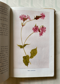 Image 4 of Children's book of Wild Flowers