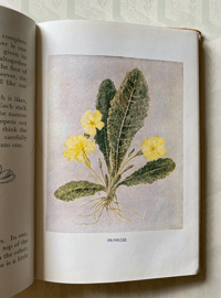 Image 6 of Children's book of Wild Flowers