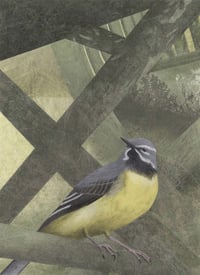 'Grey Wagtail' Art Print (11.9 x 16.5cm)