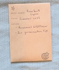 Image 6 of Riverbank Lupine  (Lupinus rivularis)