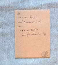 Image 6 of Salal  (Gaultheria shallon)