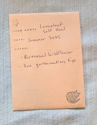 Image 6 of Lanceleaf Self Heal  (Prunella vulgaris var. lanceolata)